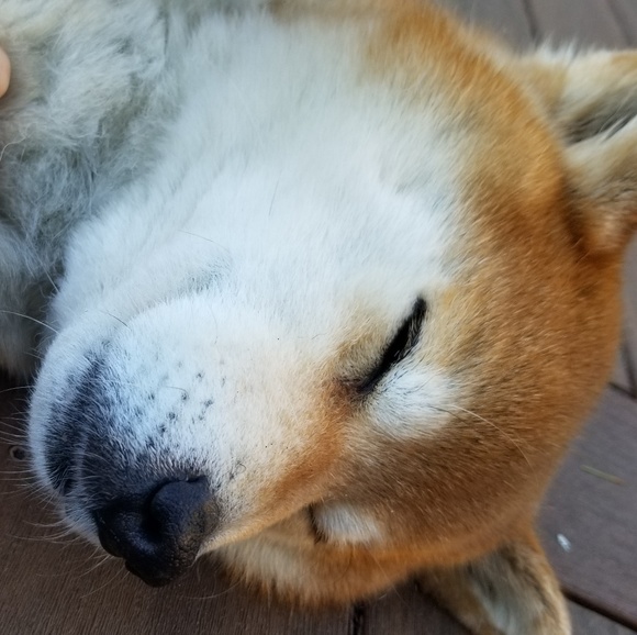 Like to be notified when i go live.🌷🌷🌷🌷🌷🌷🌷🌷🌷🌷🌷Bookmark me🌷🌷🌷🌷🌷🌷 - Picture 5 of 6